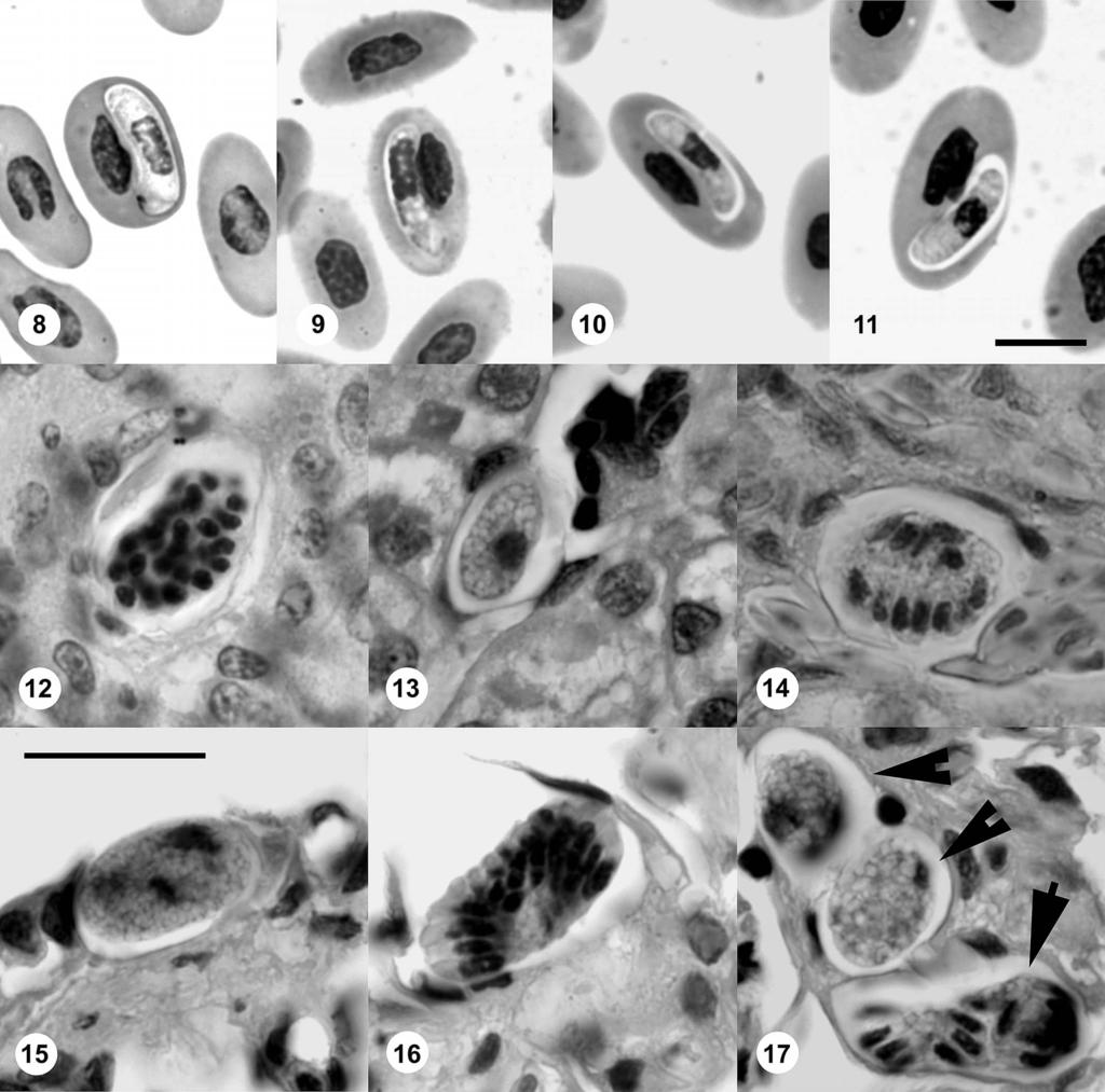 1194 THE JOURNAL OF PARASITOLOGY, VOL. 93, NO. 5, OCTOBER 2007 FIGURES 8 11. Gametocytes of Hepatozoon ayorgbor n. sp. in experimentally infected snakes, all in the same scale.