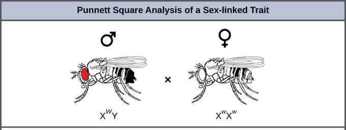 Sex-linked Traits Practice Problem Eye color in fruit flies is a sex-linked trait.