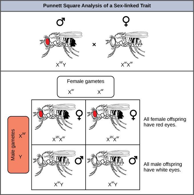Sex-linked Traits Practice Problem Eye color in fruit flies is a sexlinked trait.