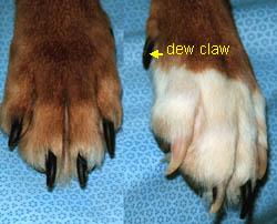 Unlike cats, dogs do not have retractile claws. The color of the nail is determined by the color of the surrounding skin and hair.