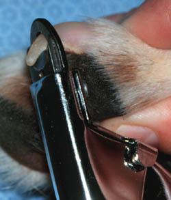 Cut the toenail to within approximately 2 millimeters of the quick. If you cut into the quick, the toenail will bleed and the dog will experience pain.