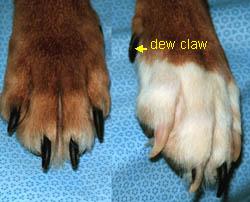 Unlike cats, dogs do not have retractile claws. The color of the nail is determined by the color of the surrounding skin and hair.