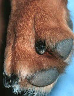 Always remember to trim the dew claws that are located on the inner surface of the paw.