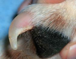 Always remember to trim the dew claws that are located on the inner surface of the paw unless they were removed as a puppy.