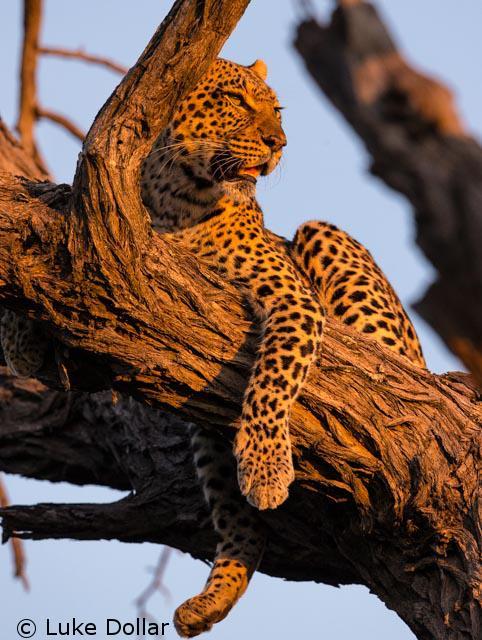 Image: In the warm glow of evening, a leopard