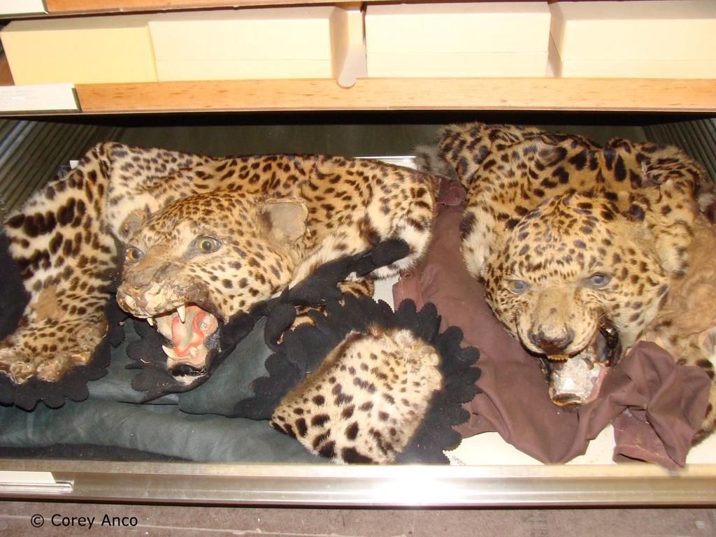 Image: Leopard skin, claws and other parts are common items in
