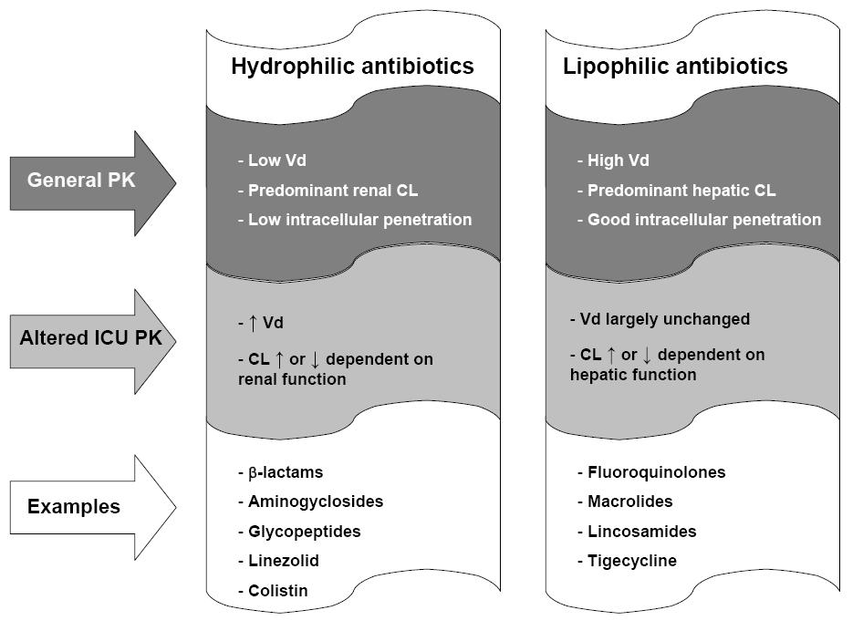 Distribution hydrophilic vs lipophilic