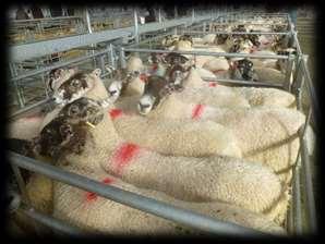 Top price this week was 110 for four pens of Texel x 2T from David Beak, Scadgehill Farm, Bude.