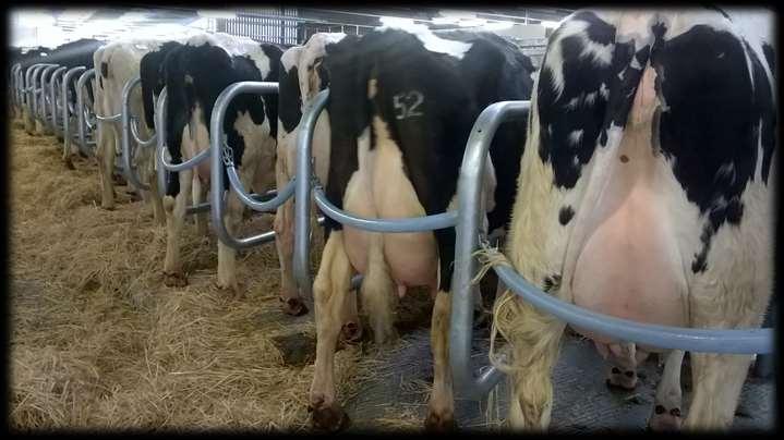 Cattle Strong demand in the dairy section reaching a top call of 1720 for Gary