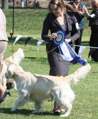SECTION 1: THE GOLDEN RETRIEVER IN THE SHOW RING New Zealand Bred, Class, Open Class.