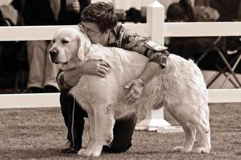 GOLDEN RETRIEVERS ~ RESEARCH INTO THE FIRST CENTURY IN THE SHOW RING 1.