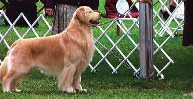 SECTION 1: THE GOLDEN RETRIEVER IN THE SHOW RING prefer to see all Goldens moved loosely on leash, at a moderate speed.