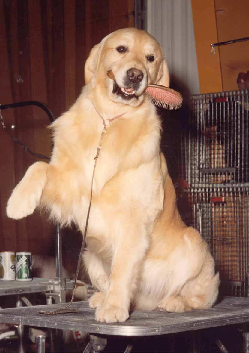 GOLDEN RETRIEVERS ~ RESEARCH INTO THE FIRST CENTURY IN THE SHOW RING Am Ch Libra Malagold Coriander OS SDHF by Am Ch Malagold Summer Chant OS SDHF