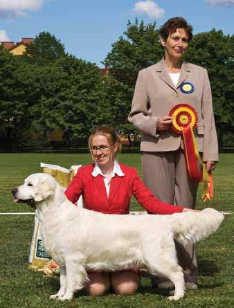 GOLDEN RETRIEVERS ~ RESEARCH INTO THE FIRST CENTURY IN THE SHOW RING Beryl Hession (Australia) The Goldens I have judged in Europe are very much the same type as in Australia and seem to have the