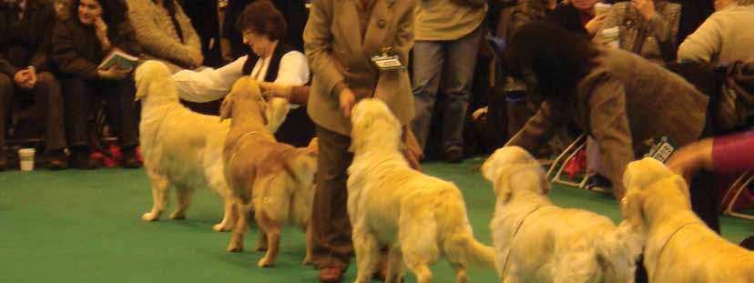 SECTION 1: THE GOLDEN RETRIEVER IN THE SHOW RING 1.1 Breed Standards by Country UK, AUSTRALIA AND EUROPE Retriever (Golden) Breed Standard Copyright The Kennel Club. Reproduced with permission.