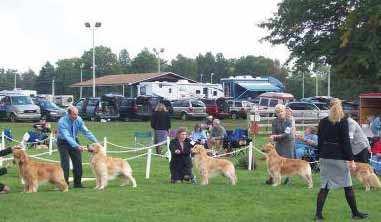 GOLDEN RETRIEVERS ~ RESEARCH INTO THE FIRST CENTURY IN THE SHOW RING FEET: Round and cat-like, not open or splay. TAIL: Should not be carried too gay or curled at the tip.