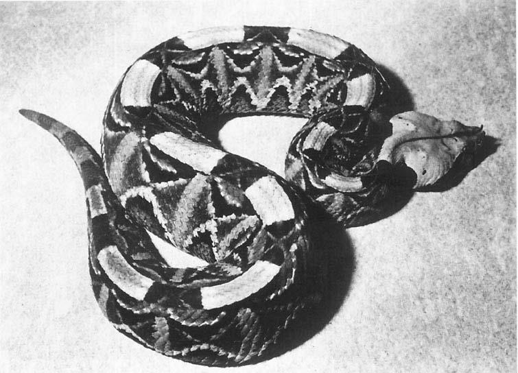 Non-native venomous snakebites in the United States 301 Fig.. Gaboon viper (Bitis gabonica). These large, heavy African snakes are popular in zoos and private collections.