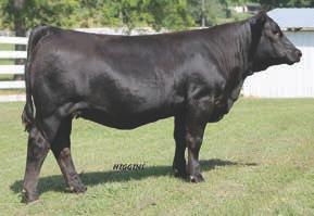 Her sire SS/PRS High Voltage was Grand Champion Simmental bull at the 2011 American Royal and has enjoyed widespread use in the breed.
