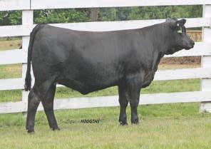 86 API: 152 Adj BW : 63 Adj WW : 580 An excellent yearling heifer out of a Bismark calving ease son and dam with Olie and Joker in her lineage. Black and polled, docile with weaning of 600 lbs.