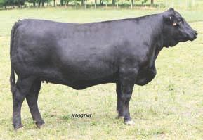 68 REA: 0.98 API: 168 Adj BW : 56 Adj WW : 532 Z213 is another top notch Olie daughter that is ready to go into production.