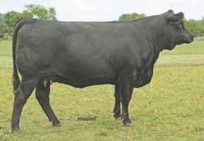 heifer and will have no problem being a money maker. This Olie comes to the front being outstanding on paper, top 1% CE, top 2% BW, top 4% API. Z228 is wide based and stout.