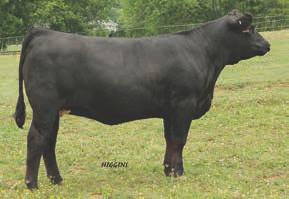 81 API: 137 Adj BW : 59 Adj WW : 601 Dayspring 203Z is a Nichols Manefest T79 daughter, a bred heifer due to calve in the early fall to GAR Daybreak 5942, a calving ease Angus sire from Gardiner