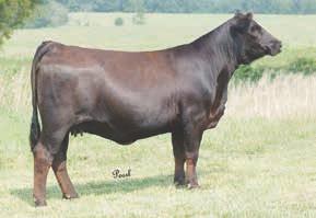 He is backed by Queen Supreme and Crazy Queen. 027A had birth weight of 83 pounds. Retain all his females for your replacements.
