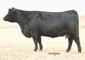 Little Mountain Farm is proud to offer genetics from the heart of our program. Sheza Star S804A was the high seller in the 2011 Genetic Connection Sale.