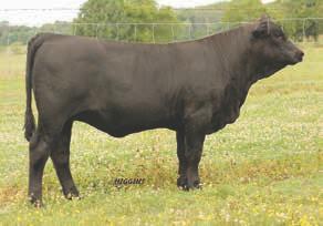 This year we are offering three embryos sired by CCR Wide Range, the high seller at Cow Camp s bull sale this spring. This mating sure could be an exceptional mating.