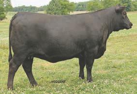 Recipient 231Z LMF Revenue- reference sire SVF Above & Beyond W122 - reference dam LMF Ms Above All A43 Rew Ms Brenda - reference dam 4 W/C Wide Track - reference sire 3 Above & Beyond x Revenue