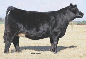 U902B is a powerful and thick donor female that is fertile and highly consistent in her producing ability. This In Dew Time daughter is out of the legendary Star cow.