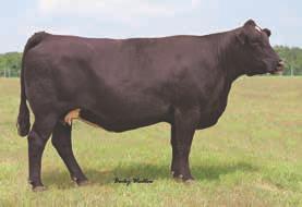 This bull is doing a great job in many programs and we at 3M are looking forward to the offspring to hit the ground. The resulting progeny will be homozygous polled and homozygous black.