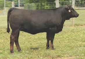 08 API: 144 These two Valiosa heifers could be very competitive in the show ring and then go directly into their owner s donor pen.