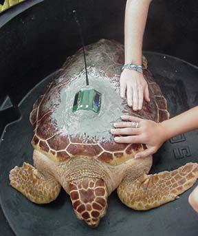 Photo from the South Carolina Sea Turtle Hospital Photo from the Karen