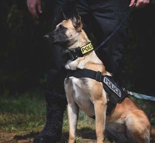 Great dog handlers can recognize these situations and make the right call. The K9 community has learned much over the past 15-20 years.