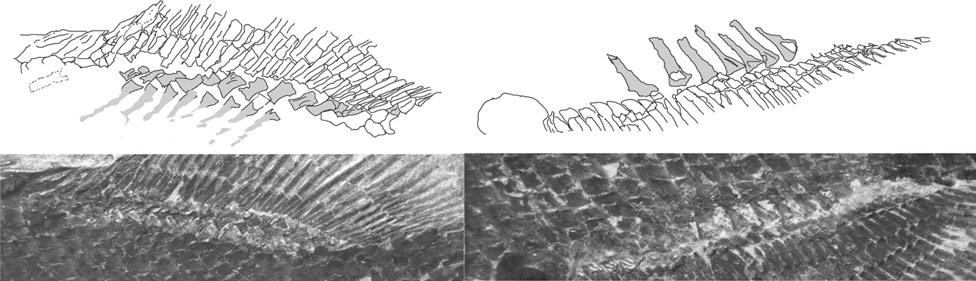 ALCHERINGA JURASSIC PALAEONISCIFORM FISH FROM KAZAKHSTAN 9 Fig 5. Partially preserved median fin support of Pteroniscus turkestanensis (ZPAL V.32.766).