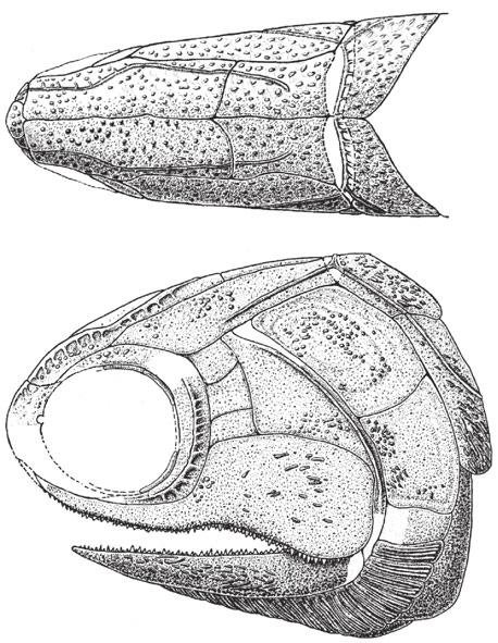 Basal actinopterygian affinity Basal actinopterygian characters have been widely discussed in the literature (Moy-Thomas & Miles 1971, Schaeffer 1973, Patterson 1982, Gardiner & Schaeffer 1989, Lund