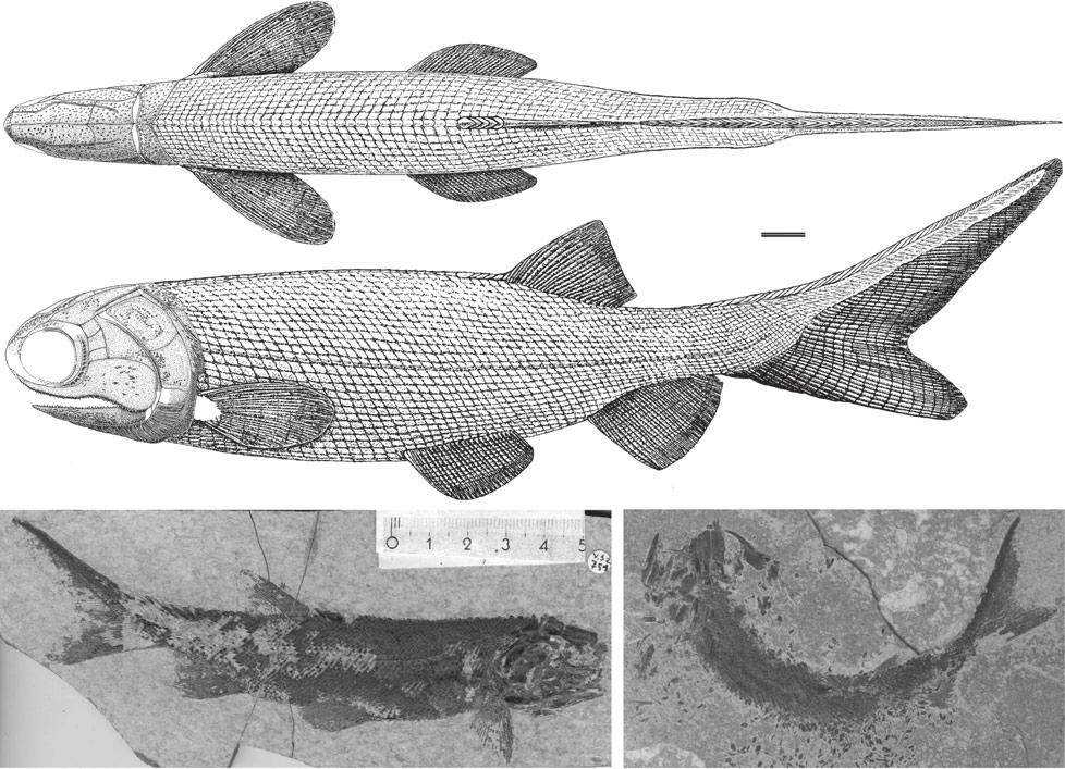 10 ROKSANA SKRZYCKA ALCHERINGA Fig 7. Pteroniscus turkestanensis (Gorizdro-Kulczycka, 1926).