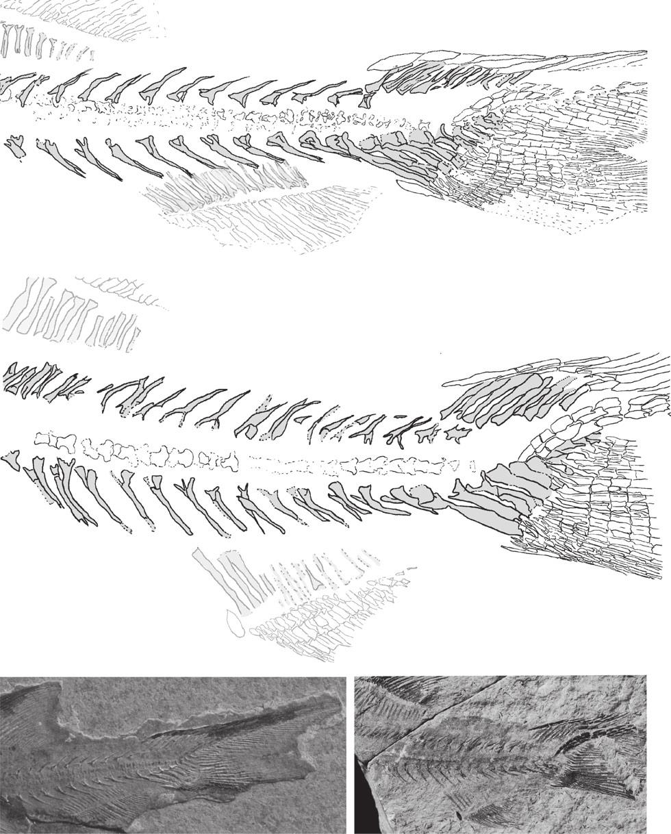 ALCHERINGA JURASSIC PALAEONISCIFORM FISH FROM KAZAKHSTAN 19 which suggests the presence of a small lobe at the base of the pectoral fin. Pelvic fins originate anterior to the middle of the trunk.