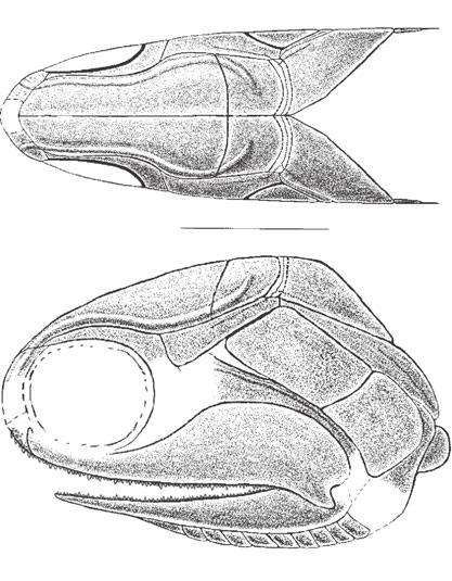 ALCHERINGA JURASSIC PALAEONISCIFORM FISH FROM KAZAKHSTAN 21 longer than those of the neural arches. The haemal spines shorten gradually towards the base of the caudal fin.