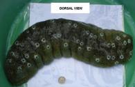 Sea Cucumber (Echinodermata: