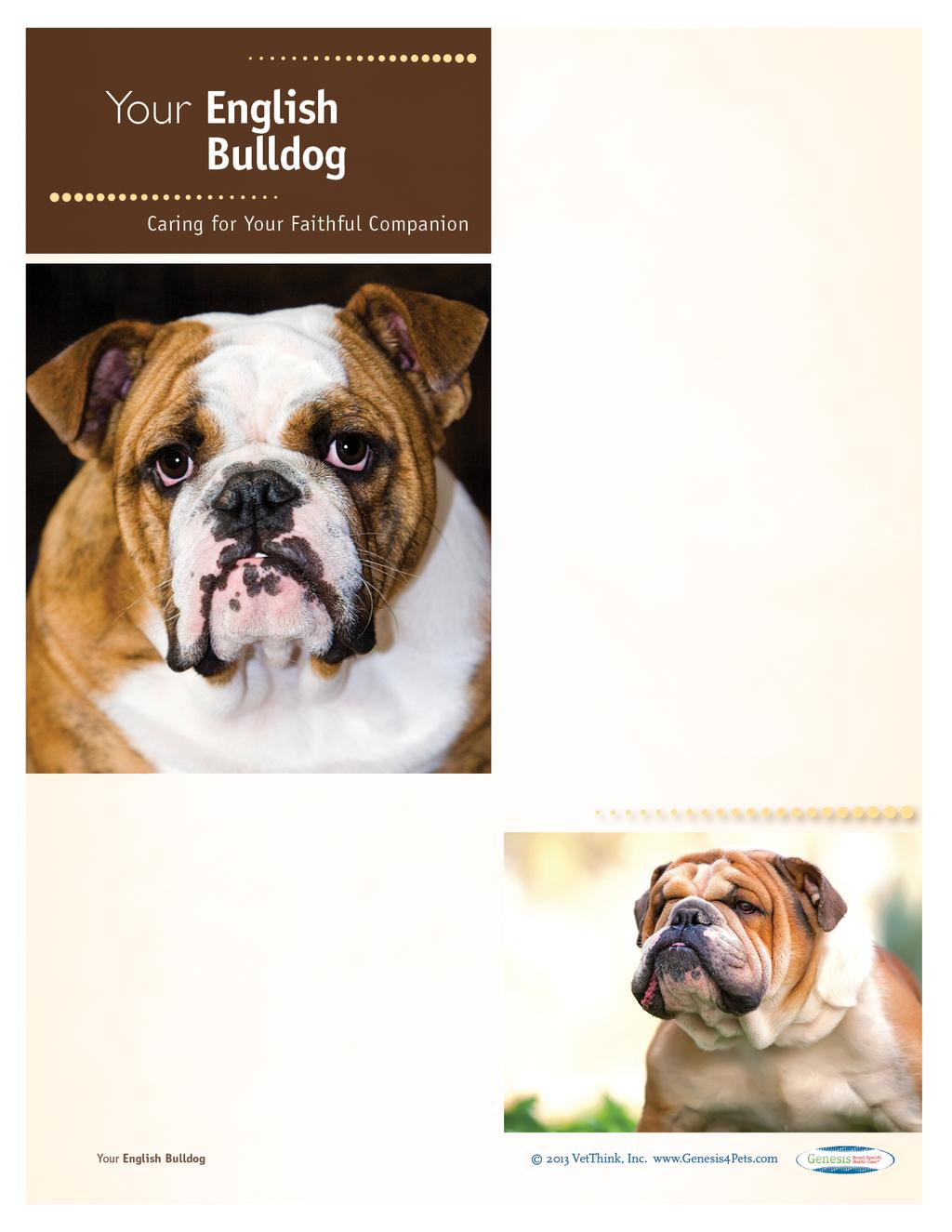English Bulldogs: What a Unique Breed! Your dog is special! She's your best friend, companion, and a source of unconditional love.