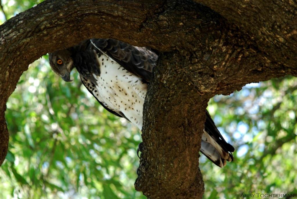 11 Martial Eagle - Polemaetus bellicosus Vital Statistics Wingspan 2.6 m [8 ½ ft] Weight 6 Kg [ 13 lbs.