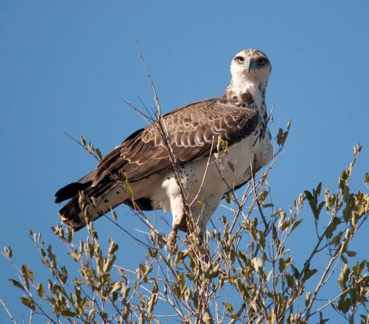 13 Courtship and Reproduction Martial eagles are not known for any special courtship behaviour, which basically consists of the pair flying around and calling to each other.