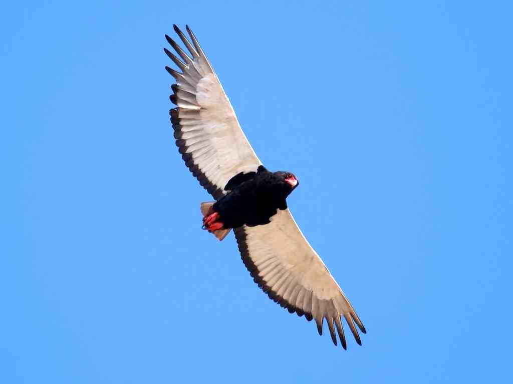 5 Flight and Hunting Although the Bateleur is capable of rigorous powered flight, like most birds of prey, they prefer to slowly soar.
