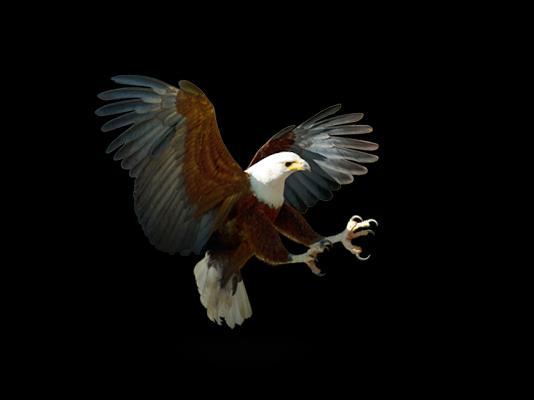 6 African Fish Eagle - Haliaeetus vocifer Vital Statistics Wingspan Weight Preferred prey Incubation period Clutch size Status Nesting site Nestling period Hunting success Habitat 2.