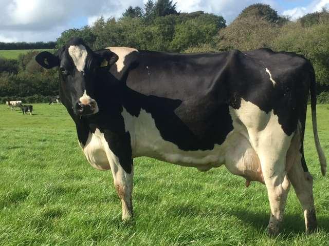 com Entire Herd Dispersal of 115 High Yielding Friesian Holsteins & 30 Autumn Calving Heifers For Ken & Jacky Wilson
