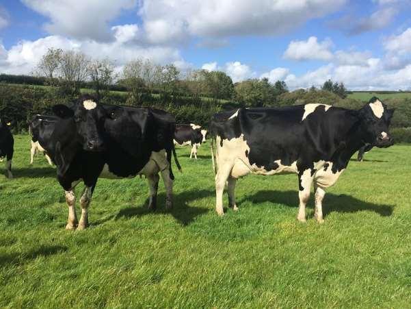 Lot 417 Ear Tag: UK741047 500793 Date of Birth: 05/08/09 Date Calved:11/01/2017 Not Served Amount Calved:6 Now Giving: 32L Lot 418 Ear Tag: UK741047 101349 Date of Birth: 01/09/12