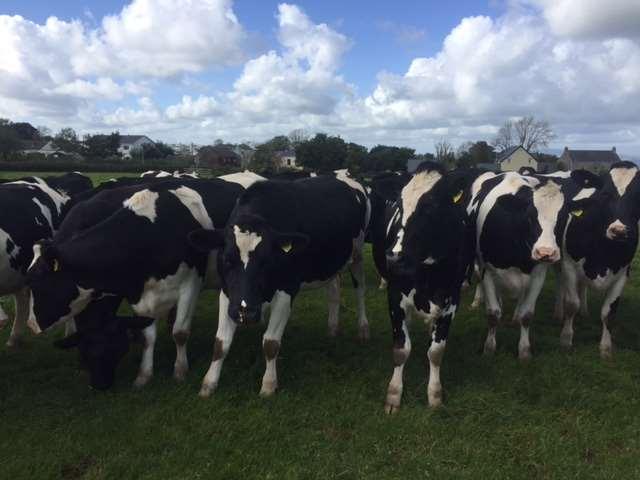 30 AUTMUN IN CALF HEIFERS WITH NOMINATED NAMED SIRES IN