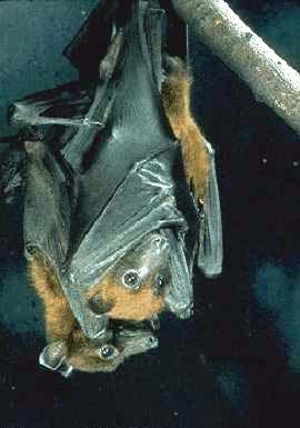 Black flying fox Fruit bat (Pteropus alecto) Range: North to